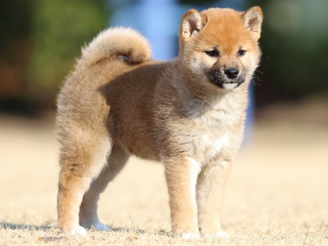 FP5A5675-puppy FP5A5675-puppy