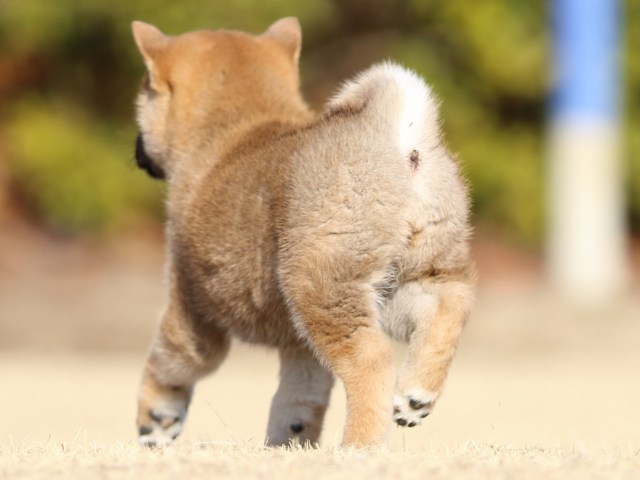 FP5A5757-puppy FP5A5757-puppy