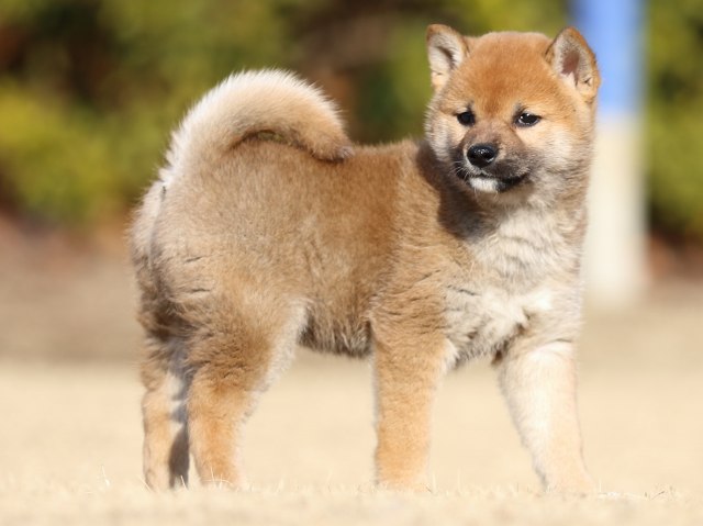 FP5A5760-puppy FP5A5760-puppy