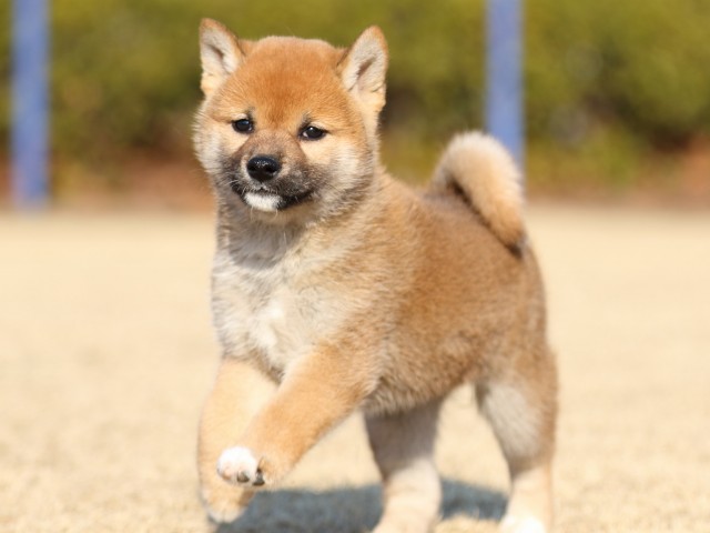 FP5A5801-puppy FP5A5801-puppy