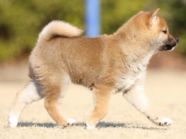 FP5A5818-puppy FP5A5818-puppy