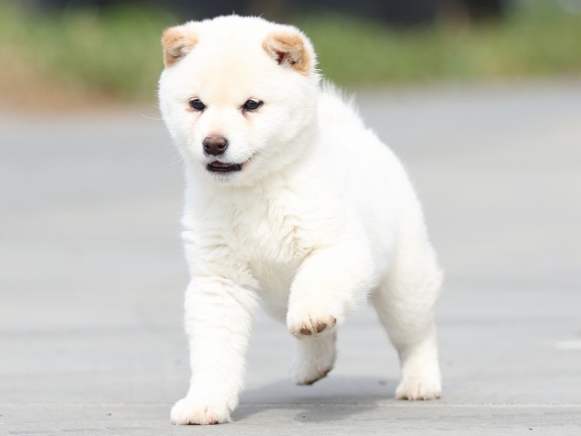 FP5A6505-puppy FP5A6505-puppy