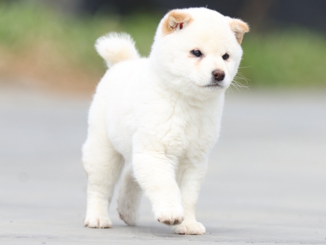 FP5A6584-puppy FP5A6584-puppy
