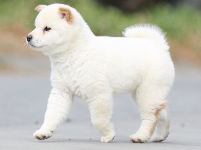 FP5A6590-puppy FP5A6590-puppy