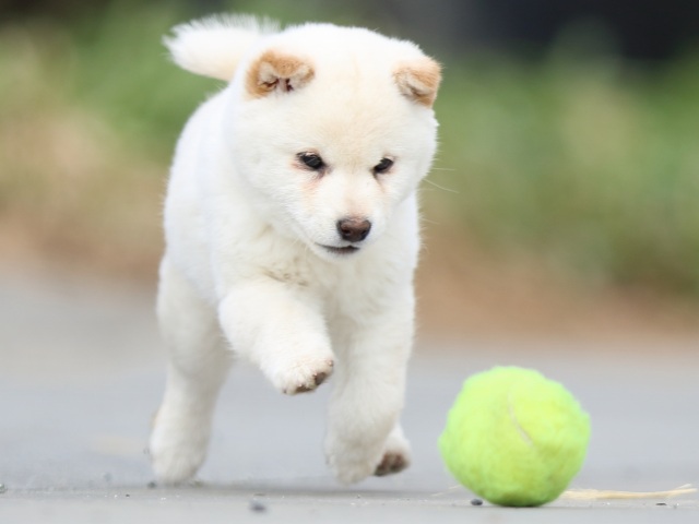 FP5A6618-puppy FP5A6618-puppy