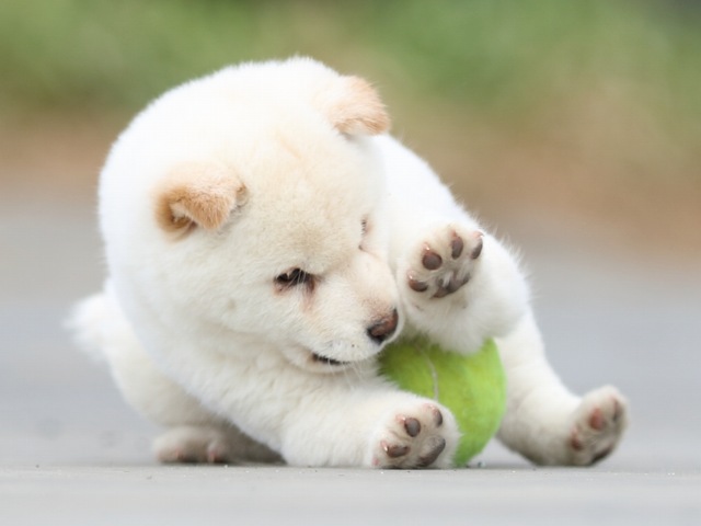 FP5A6629-puppy FP5A6629-puppy