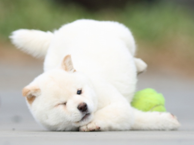 FP5A6631-puppy FP5A6631-puppy