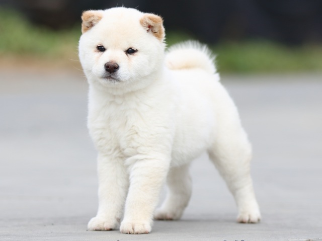 FP5A6665-puppy FP5A6665-puppy