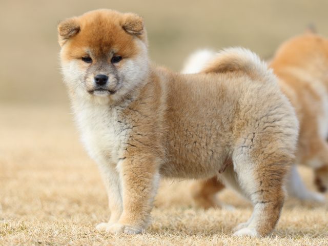 FP5A8209-puppy FP5A8209-puppy