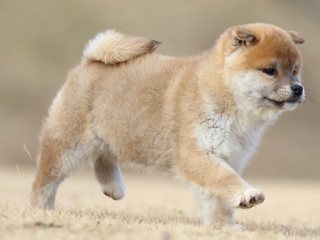 FP5A8255-puppy FP5A8255-puppy
