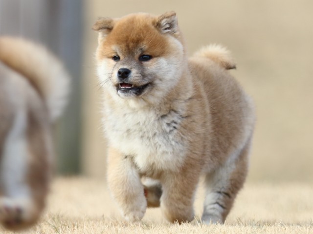 FP5A8280-puppy FP5A8280-puppy