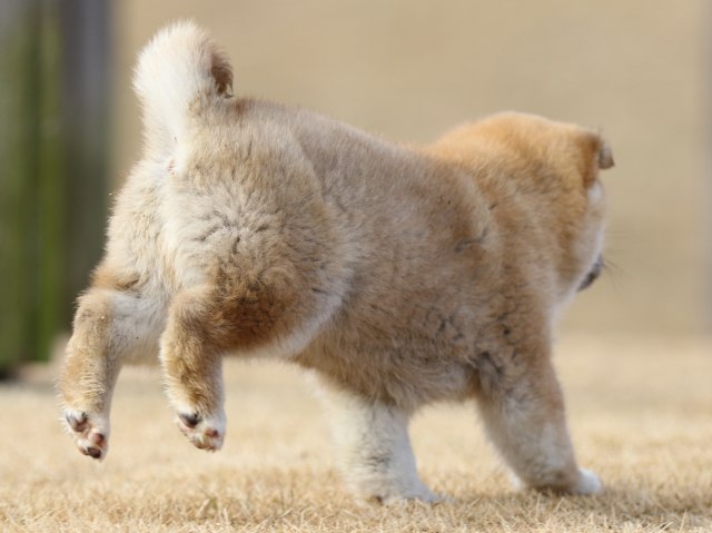 FP5A8297-puppy FP5A8297-puppy