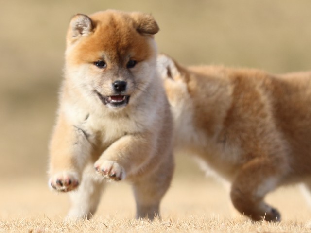 FP5A8317-puppy FP5A8317-puppy
