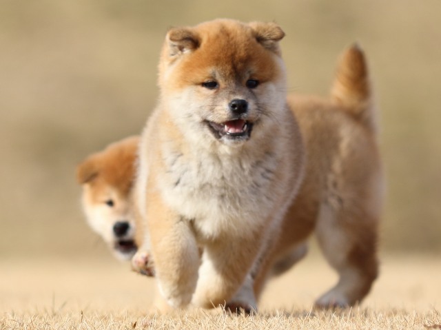 FP5A8319-puppy FP5A8319-puppy