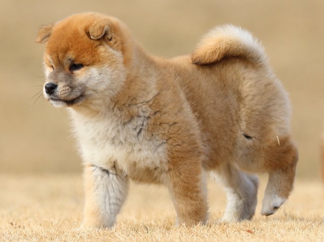 FP5A8665-puppy FP5A8665-puppy