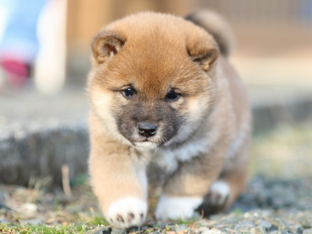 FP5A9467-puppy FP5A9467-puppy