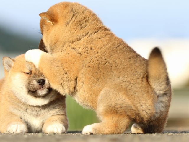 FP5A9483-puppy FP5A9483-puppy