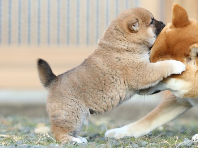 FP5A9552-puppy FP5A9552-puppy