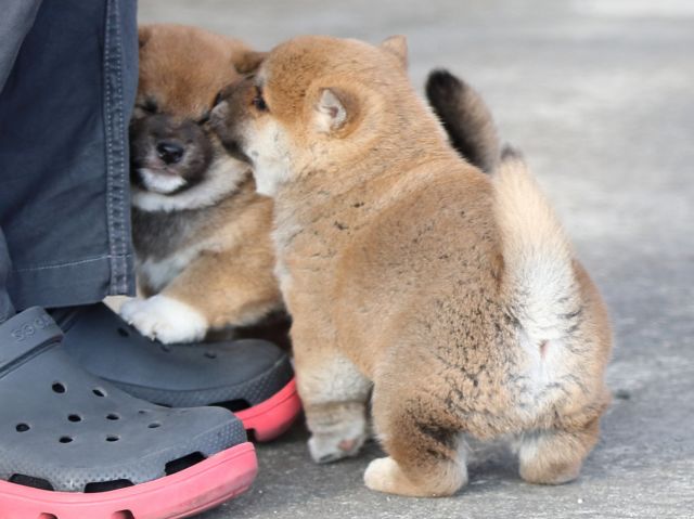 FP5A9627-puppy FP5A9627-puppy