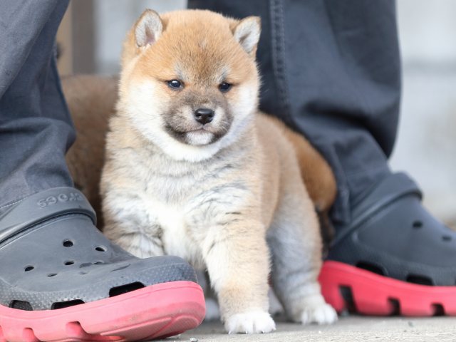 FP5A9675-puppy FP5A9675-puppy