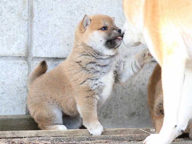 FP5A9713-puppy FP5A9713-puppy