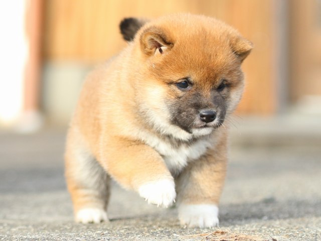 FP5A9808-puppy FP5A9808-puppy