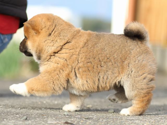 FP5A9811-puppy FP5A9811-puppy