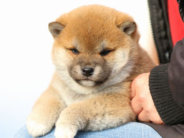 FP5A9828-puppy FP5A9828-puppy