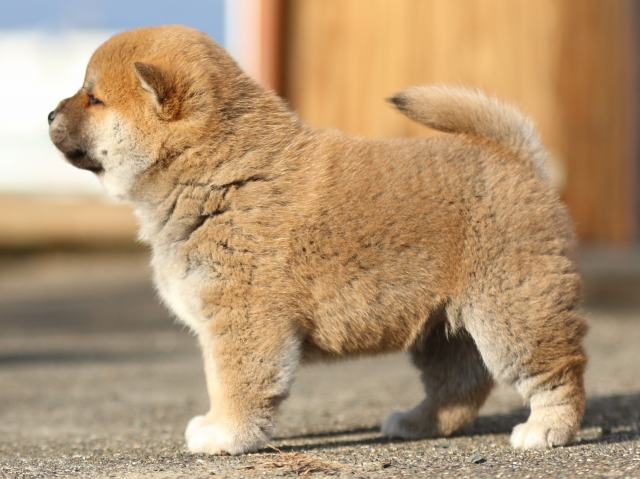 FP5A9853-puppy FP5A9853-puppy