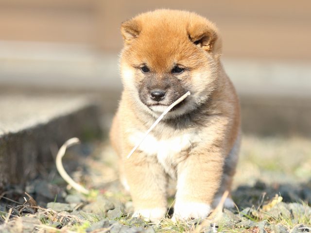 FP5A9864-puppy FP5A9864-puppy