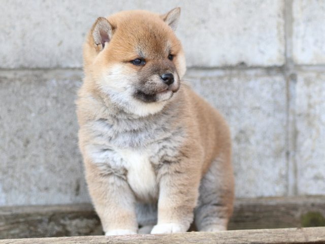 FP5A9886-puppy FP5A9886-puppy