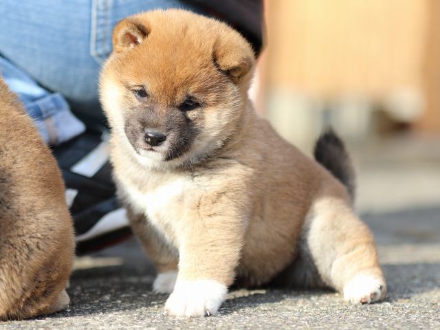 FP5A9899-puppy FP5A9899-puppy