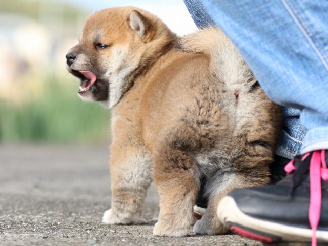 FP5A9928-puppy FP5A9928-puppy