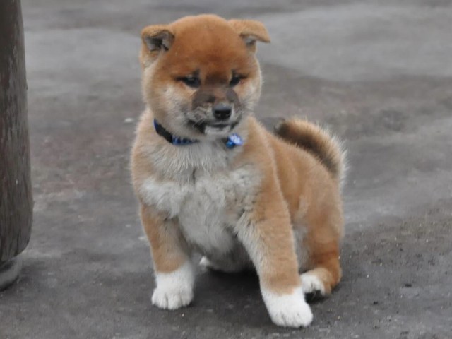 00000005-puppy 00000005-puppy
