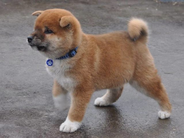 00000007-puppy 00000007-puppy