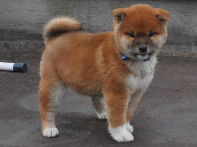 00000008-puppy 00000008-puppy
