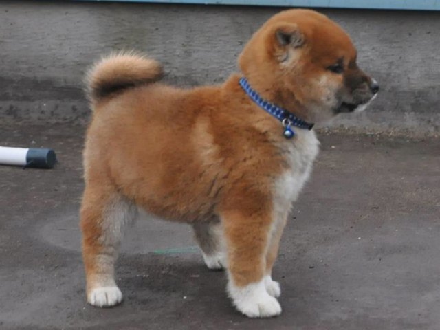 00000009-puppy 00000009-puppy