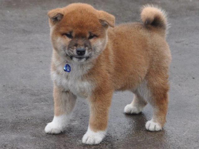 00000010-puppy 00000010-puppy