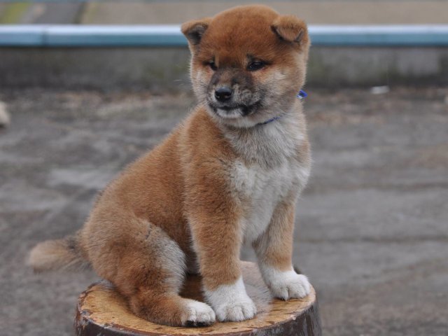 00000011-puppy 00000011-puppy