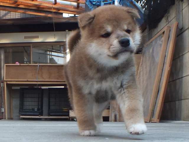 00000035-puppy 00000035-puppy