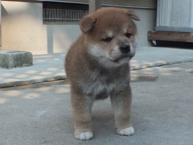 00000036-puppy 00000036-puppy