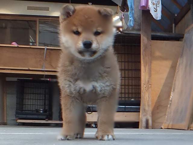 00000037-puppy 00000037-puppy