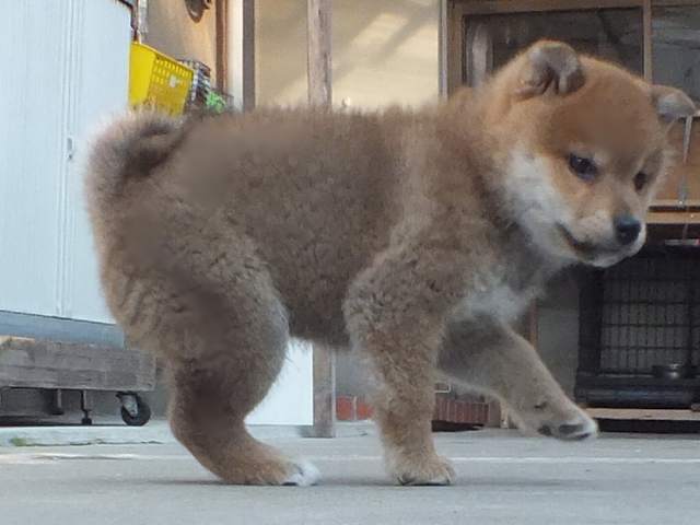 00000038-puppy 00000038-puppy
