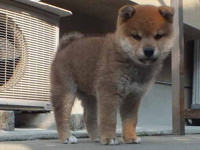 00000039-puppy 00000039-puppy