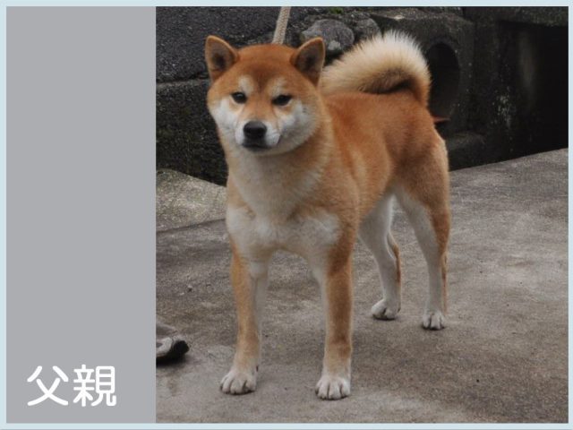 九頭竜桜号 九頭竜桜号