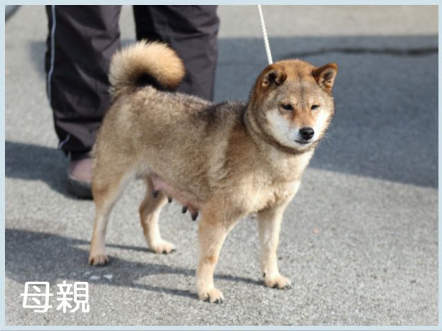 福の紅葉姫号 福の紅葉姫号