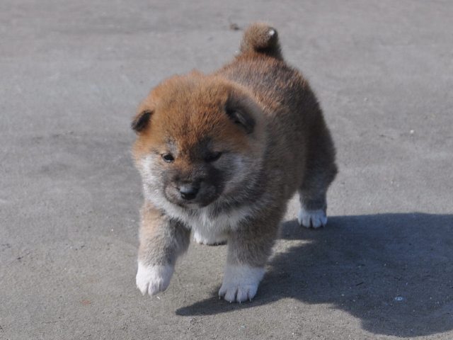 DSC_0065-puppy DSC_0065-puppy