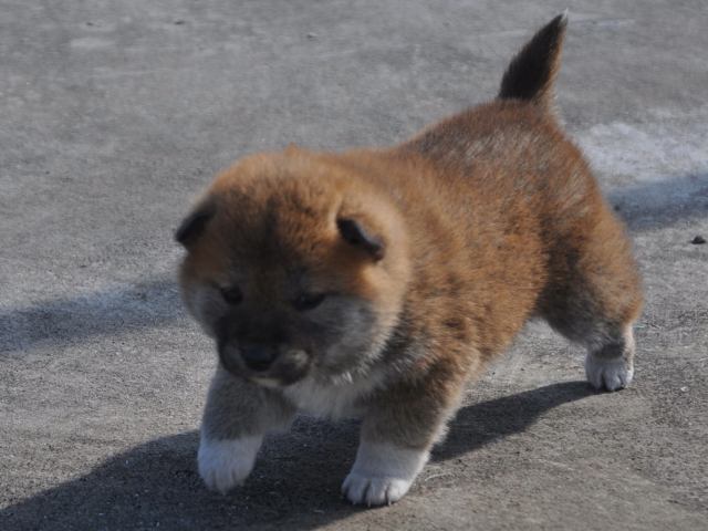 DSC_0072-puppy DSC_0072-puppy