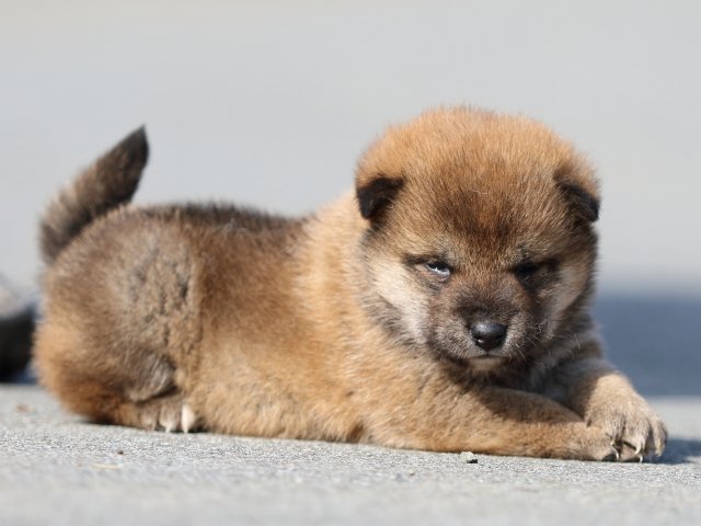 FP5A0128-puppy FP5A0128-puppy