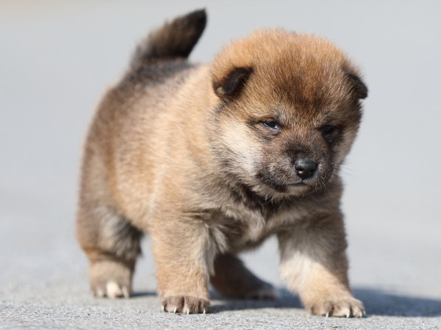 FP5A0151-puppy FP5A0151-puppy